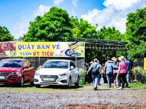Vuon-trai-cay-ut-tieu-long-khanh